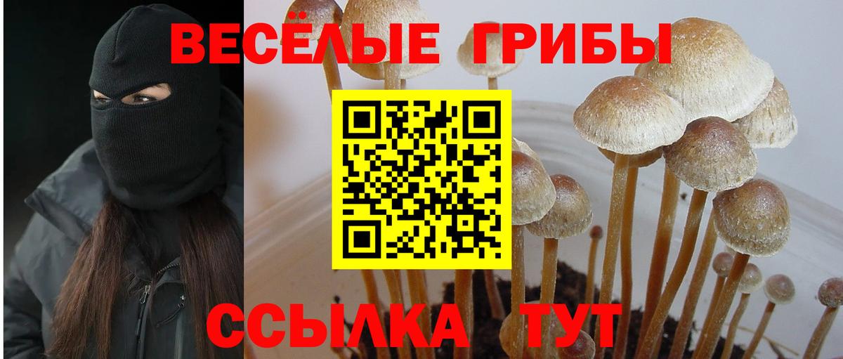 Псилоцибиновые грибы Psilocybine cubensis  Карасук 