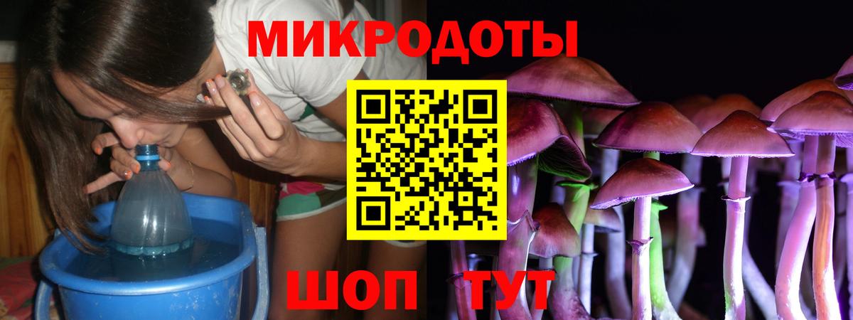 Галлюциногенные грибы Psilocybe Карасук